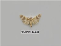 藏品(螟蛾262)的圖片